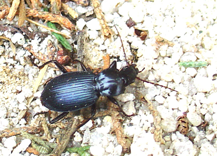 Licinus punctatulus e  Laemostenus algerinus